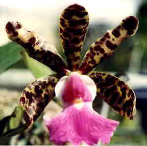 Cattleya aclandiae