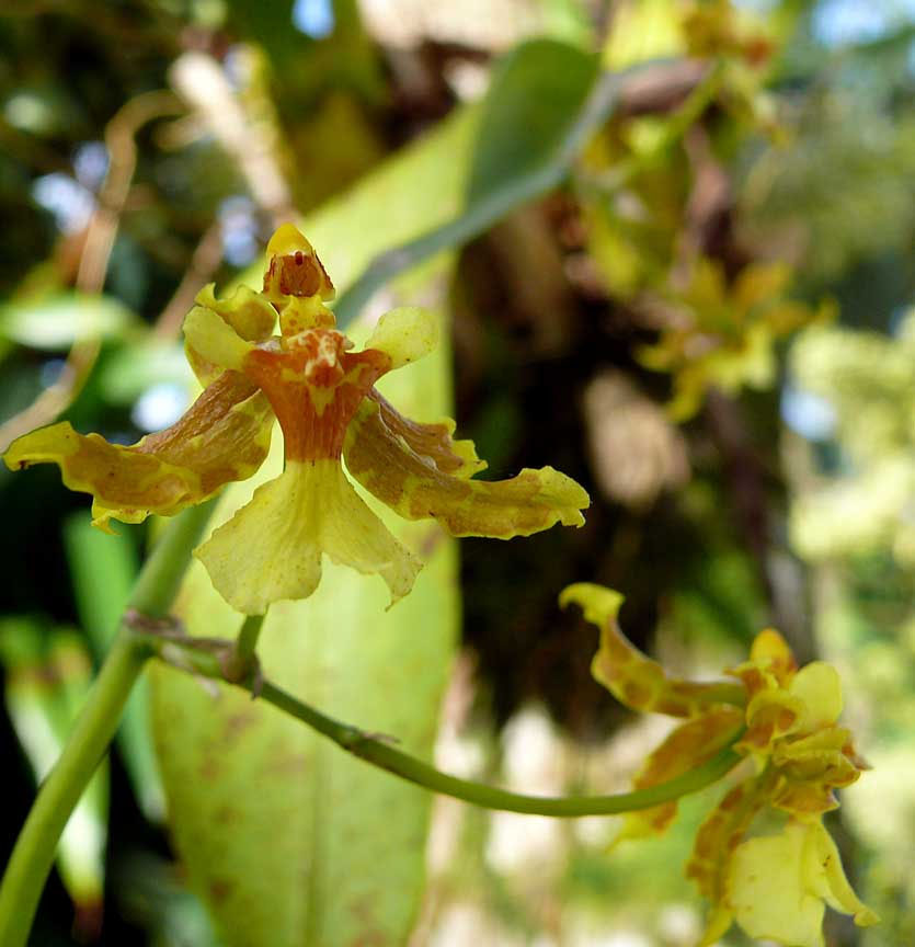 oncidium stenotis