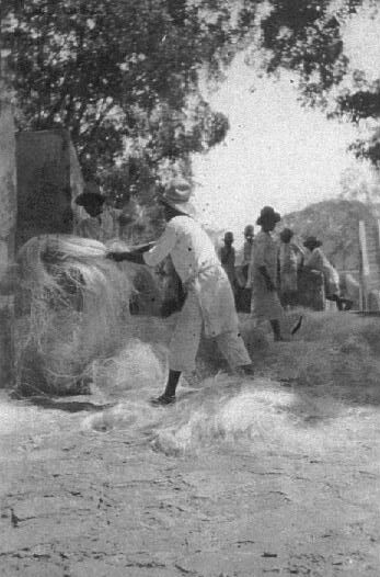 Combing henequin fibers at Uayalceh 1920.jpg (38839 bytes)