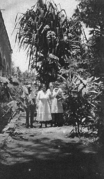 Garden at Uayalceh 1920.jpg (48210 bytes)