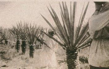Planteles at Uayalceh about 1920 2.jpg (17273 bytes)