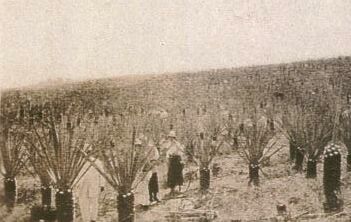 Planteles at Uayalceh about 1920.jpg (18831 bytes)