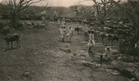 Rounding up cattle at Uayalceh 1920.jpg (43292 bytes)