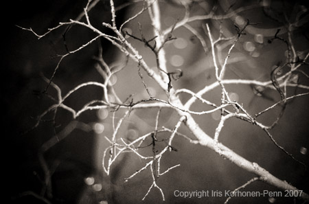 Alder dream, Cropley Lake, Juneau, Alaska 2002