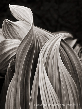 False Hellebor, Mt. Juneau, Juneau, Alaska