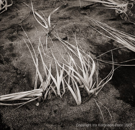 Grass, Boy Scout Beach, Juneau, Alaska 2004