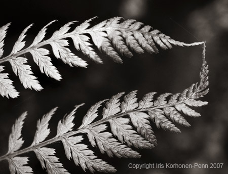 Kissing Ferns, Juneau, Alaska, 2005