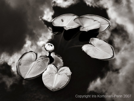 Lilies, Eagcrest, Juneau, Alaska, 2006