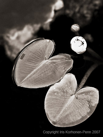 Lily, Eaglecrest, Juneau, Alaska, 2006