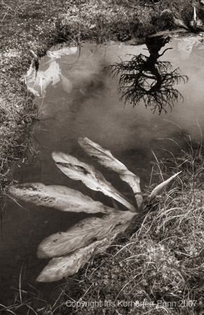 Muskeg, Eaglecrest, Juneau, Alaska, 2001