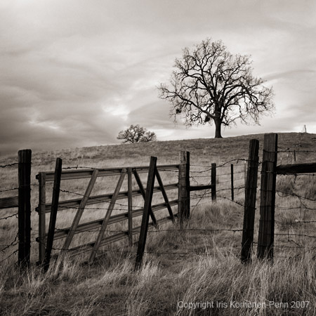 Oak, California, 2002