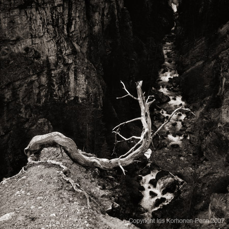 Old Guard, Lake Bennett, Yukon, Canada, 2003