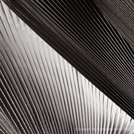 Palm leave abstract, Big Island, Hawai'i, 2005