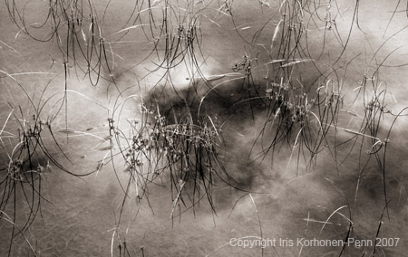 Pond grass, Eaglecrest, Juneau, Alaska, 2001