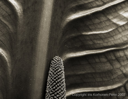 Skunk Cabbage, Juneau, Alaska
