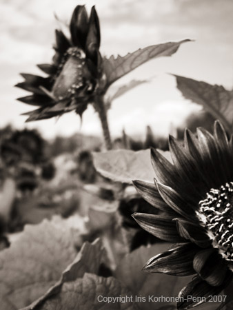 Sunflowers, Helsinki, Finland, 2005