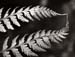 Kissing Ferns, Juneau, Alaska, 2005