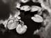 Lilies, Eagcrest, Juneau, Alaska, 2006