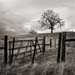 Oak, California, 2002