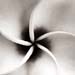 Pulmeria abstract, big island, Hawai'i, 2005