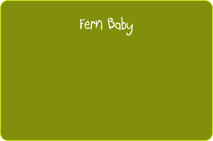 Fern Baby