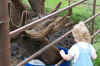 bugnmoose.jpg (101764 bytes)