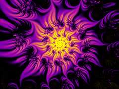 Night Flower