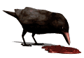 raven_eating