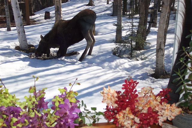 Moose and Flowers