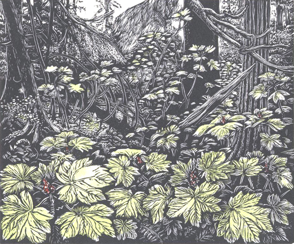 Devil's Club wood engraving