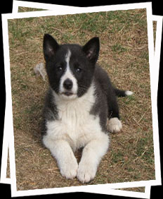 Karelian