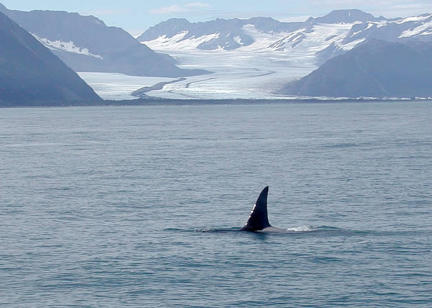 whale4.jpg