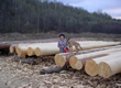 Logs