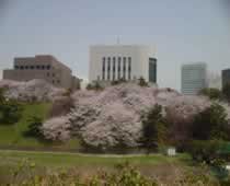 Cherry Blossoms