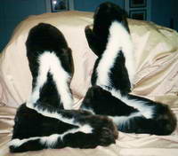 Sea Otter Trapper Mittens
